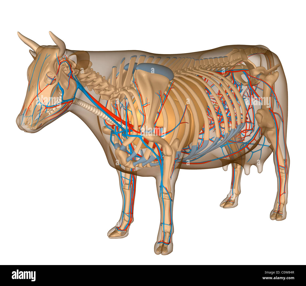 Anatomie de la vache respiratoire circulary Banque D'Images