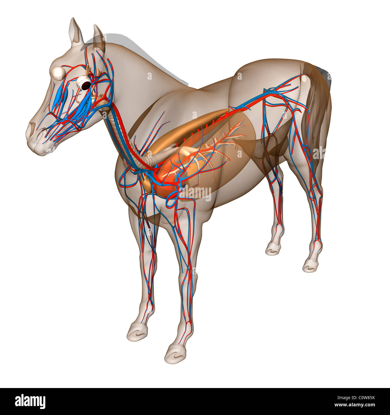 L'anatomie du cheval circulation cœur poumon transparent respiratoire