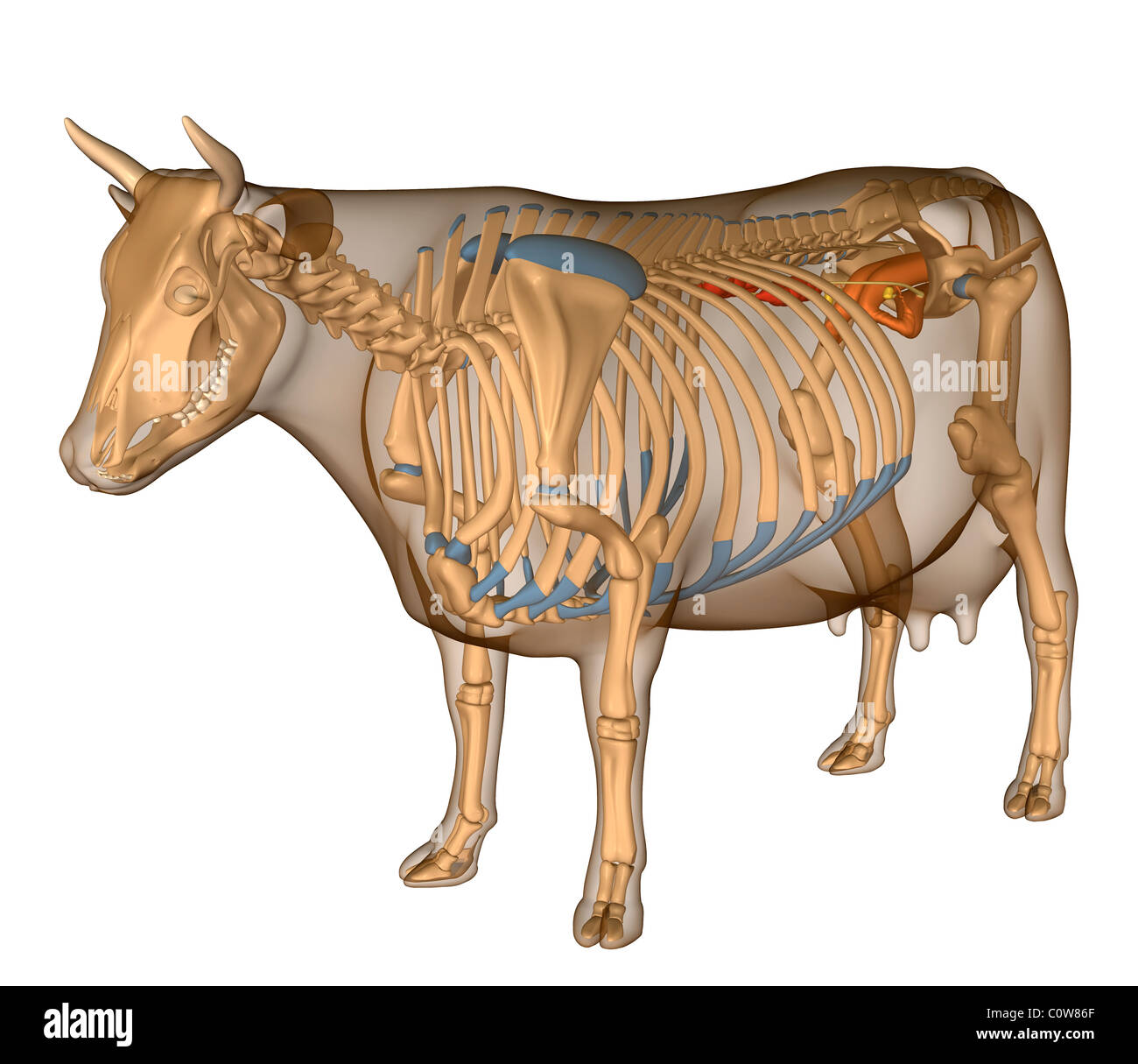 Anatomie de la reproduction de la vache Banque D'Images