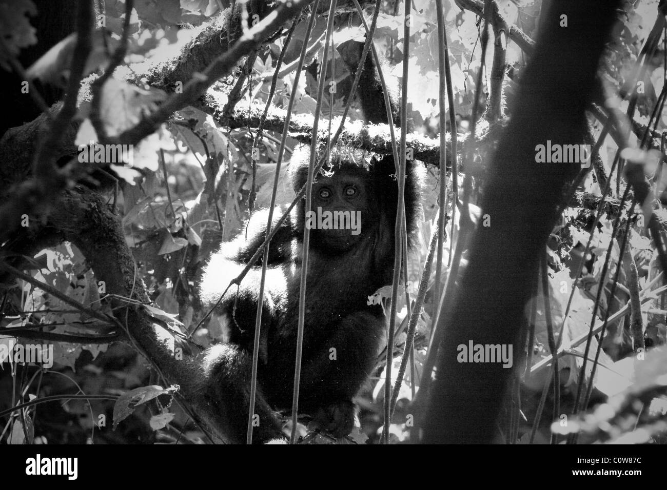 Les gorilles de montagne des Virunga et de Bwindi, montagnes, Ouganda, Afrique du Sud Banque D'Images