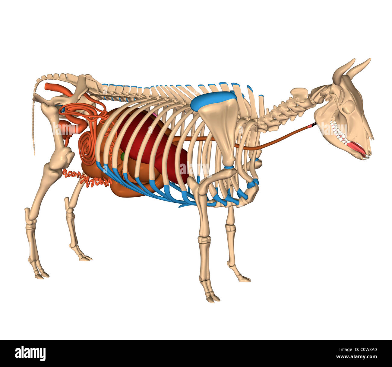 Anatomie de l'appareil digestif Estomac digestion vache Banque D'Images