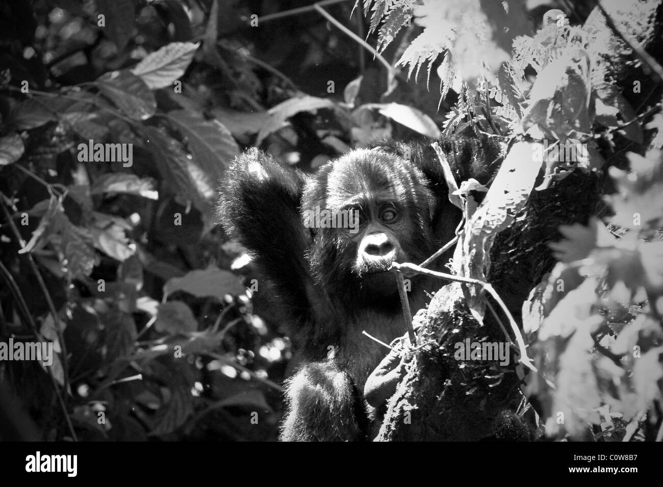 Les gorilles de montagne des Virunga et de Bwindi, montagnes, Ouganda, Afrique du Sud Banque D'Images