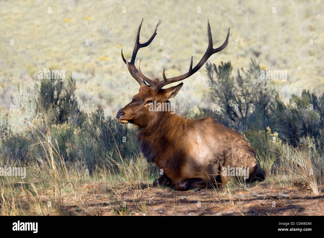 Le Le wapiti de Roosevelt (Cervus canadensis roosevelti), également connu sous le nom de elk olympique, est la plus grande espèce de wapitis. Banque D'Images