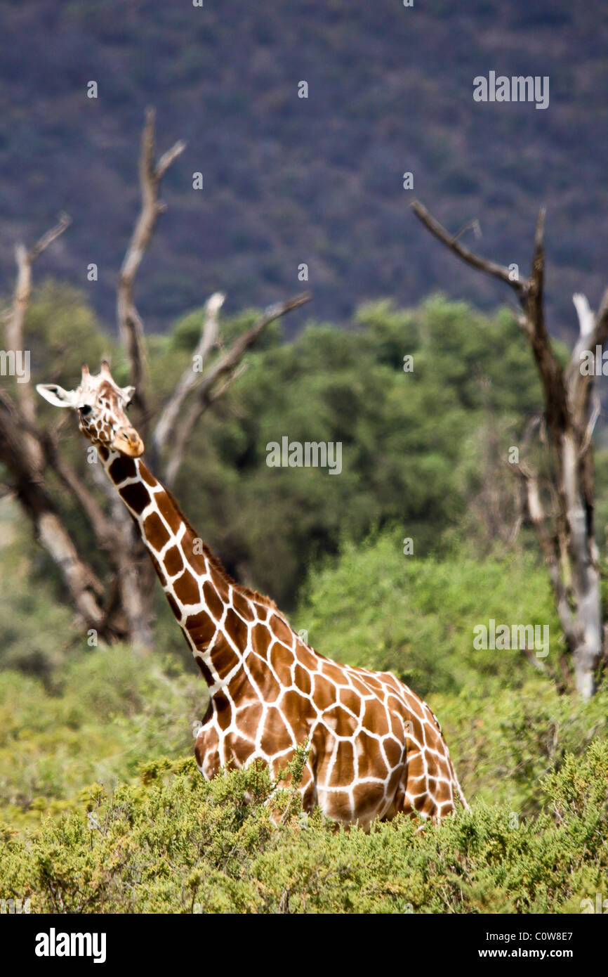 Girafe, Samburu National Reserve, Kenya, Africa Banque D'Images