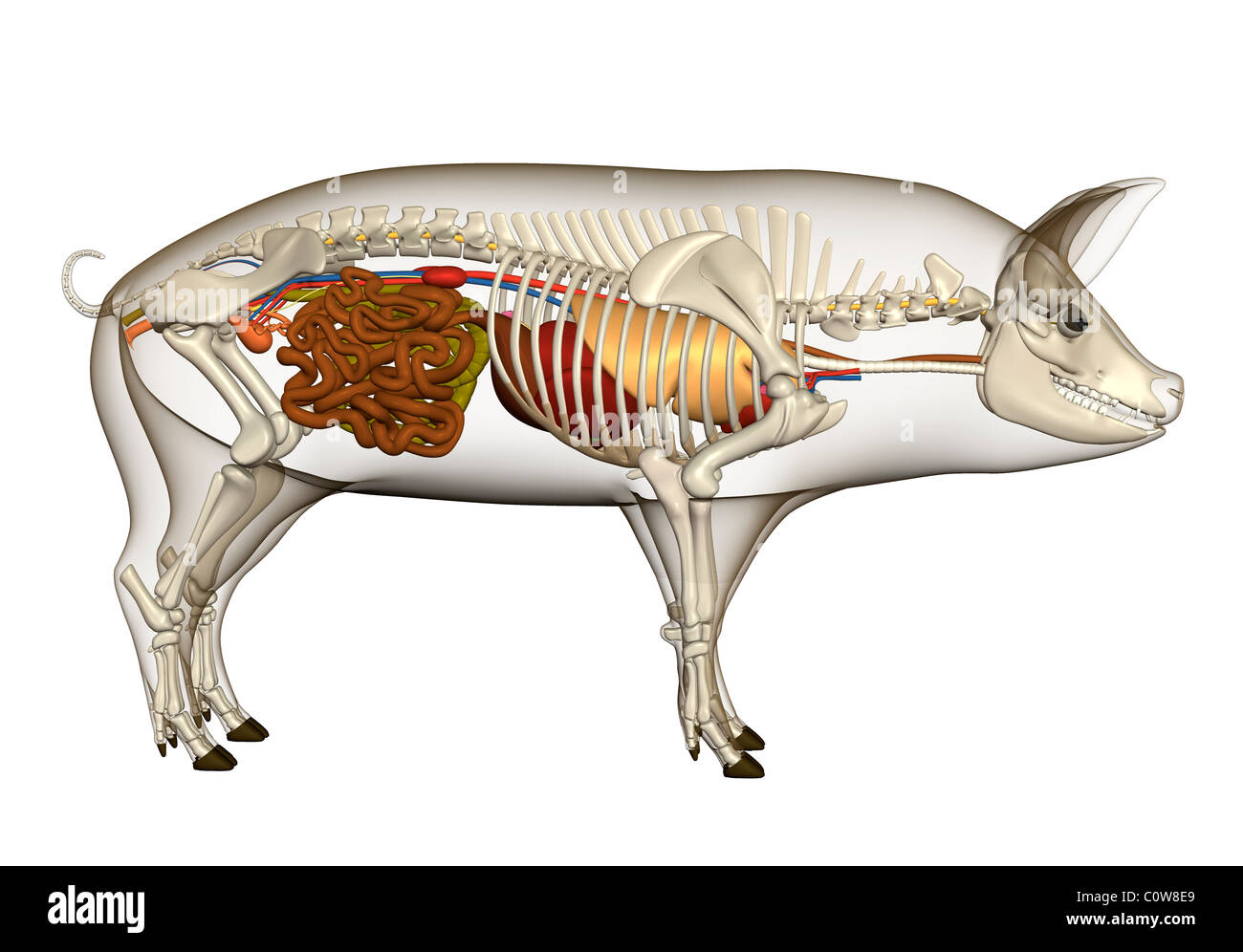 Organes poumons coeur anatomie cochon squelette d'estomac Banque D'Images