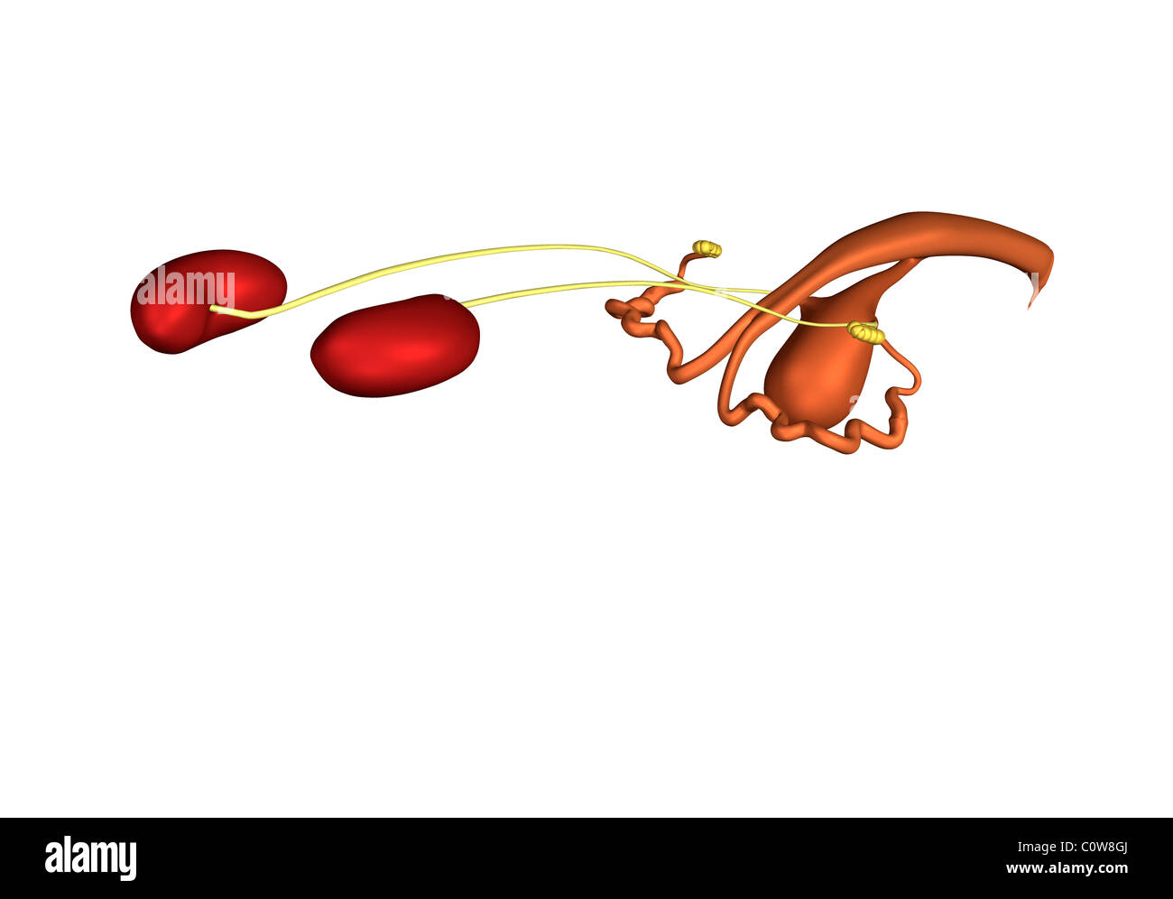 Anatomie des voies urinaires de la reproduction porcine Photo Stock Alamy
