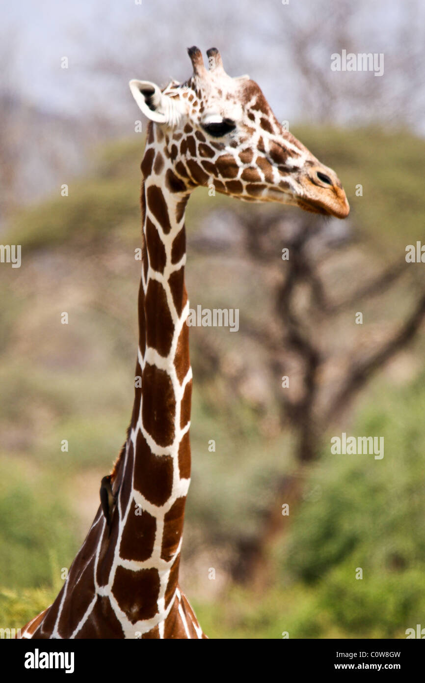 Girafe, Samburu National Reserve, Kenya, Africa Banque D'Images