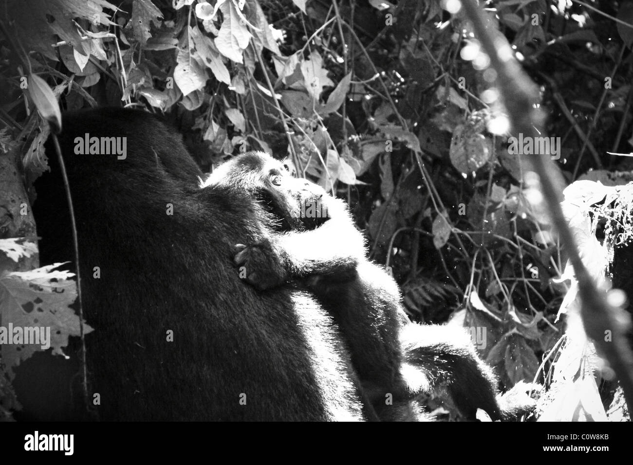 Les gorilles de montagne des Virunga et de Bwindi, montagnes, Ouganda, Afrique du Sud Banque D'Images