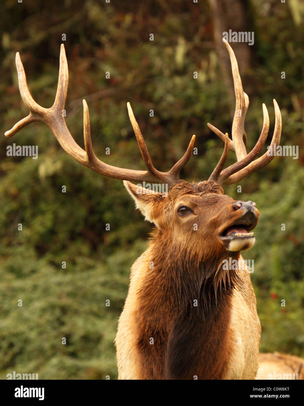 Le wapiti de Roosevelt un appel bull profondément. Banque D'Images