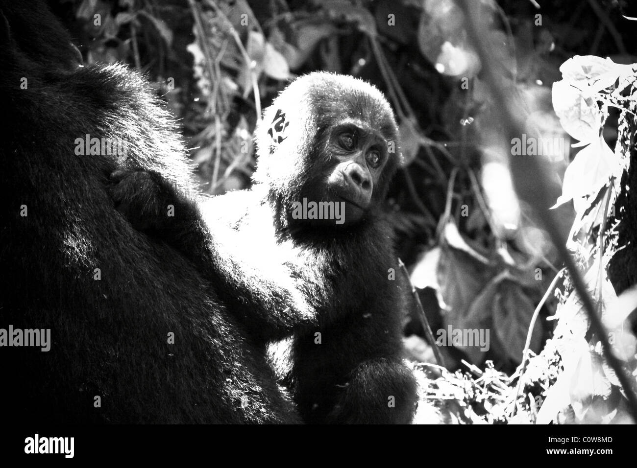 Les gorilles de montagne des Virunga et de Bwindi, montagnes, Ouganda, Afrique du Sud Banque D'Images
