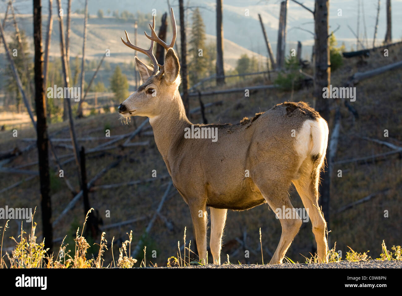 Homme Le Cerf mulet (Odocoileus hemionus), le Parc National de Yellowstone Banque D'Images