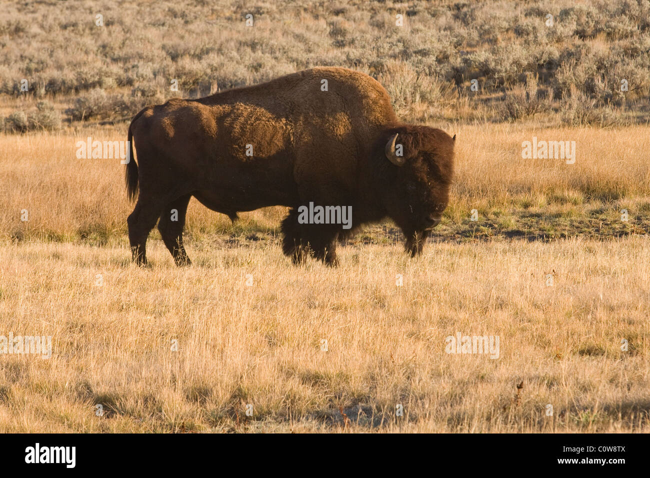 Bison d'Amérique, le Parc National de Yellowstone Banque D'Images