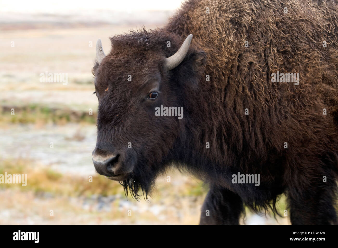 Bison d'Amérique, le Parc National de Yellowstone Banque D'Images