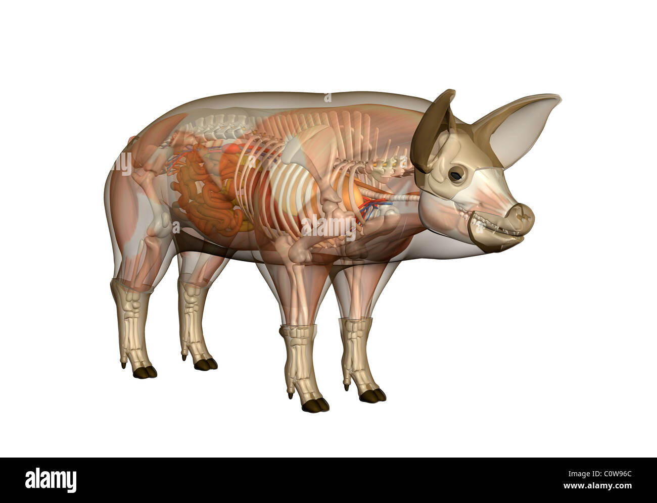 Anatomie du cochon Banque D'Images