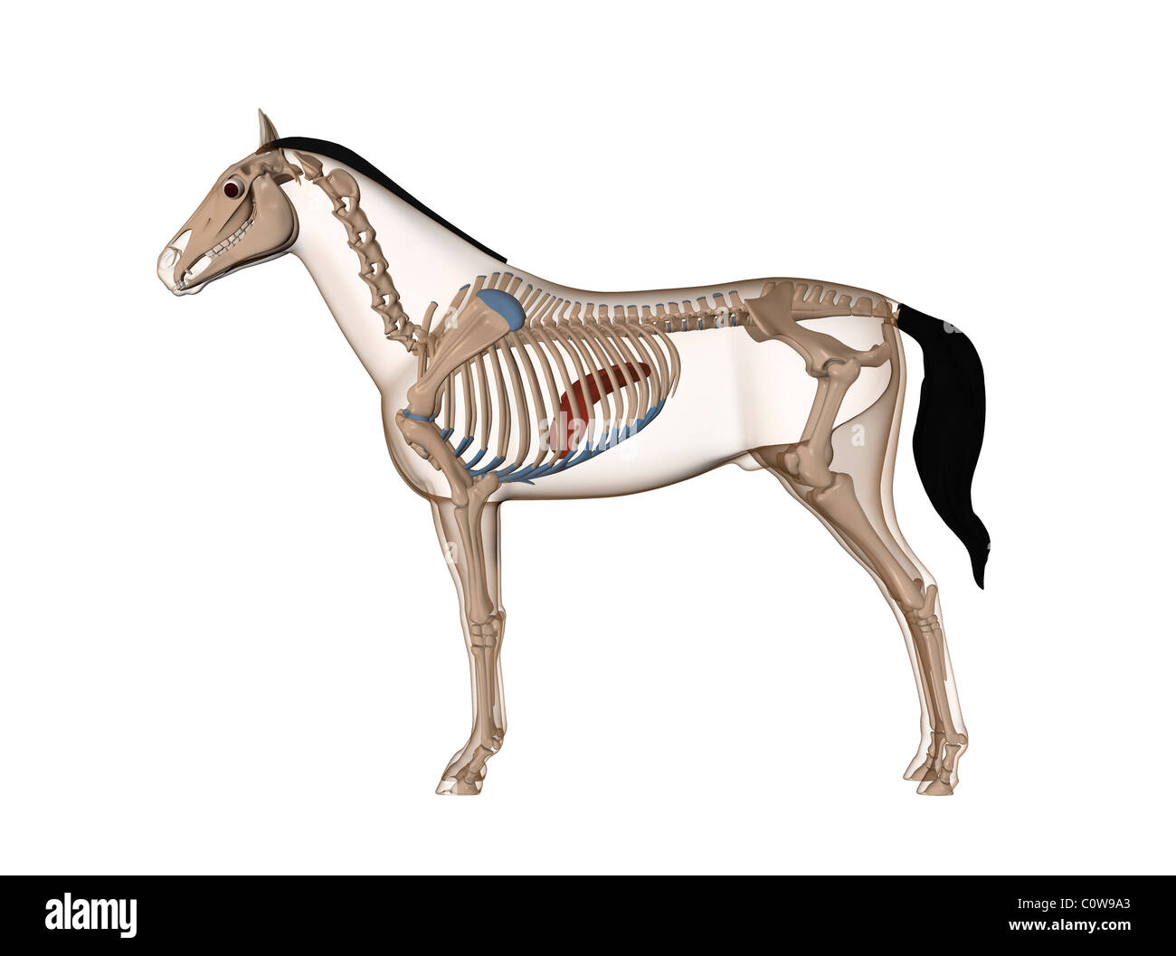 Foie anatomie cheval Photo Stock Alamy
