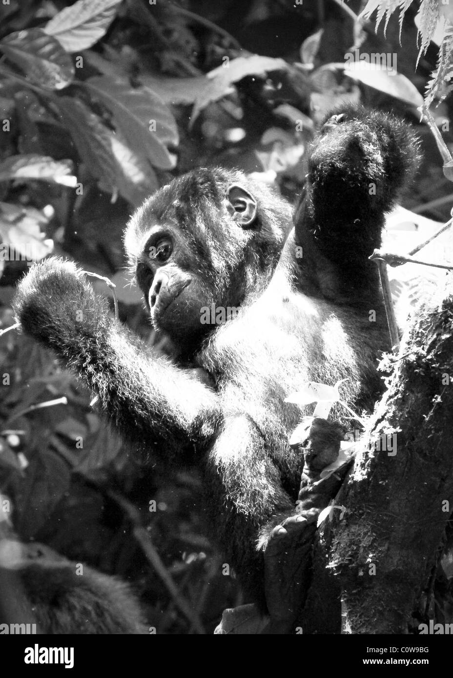 Les gorilles de montagne des Virunga et de Bwindi, montagnes, Ouganda, Afrique du Sud Banque D'Images