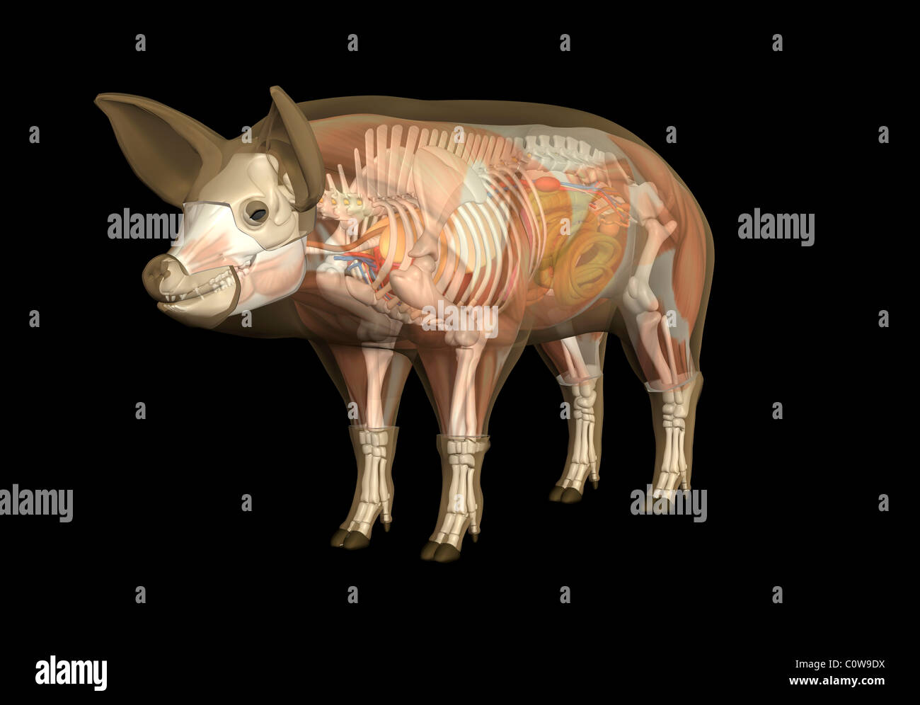 Anatomie du cochon Banque D'Images