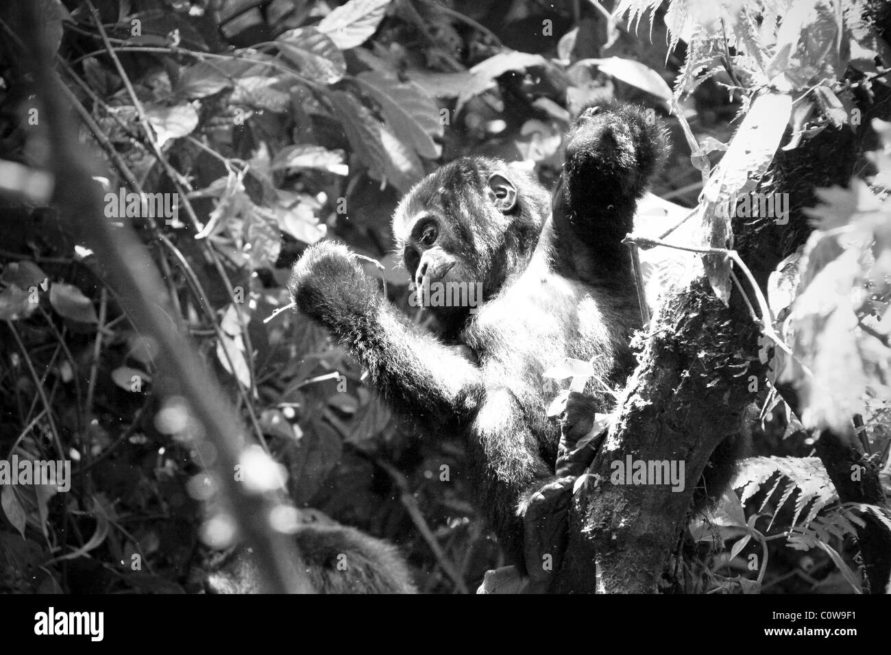 Les gorilles de montagne des Virunga et de Bwindi, montagnes, Ouganda, Afrique du Sud Banque D'Images