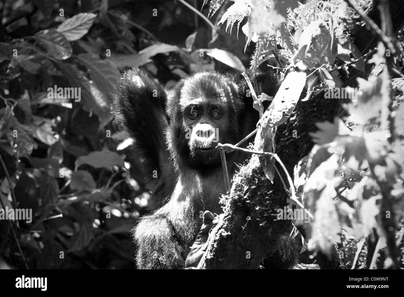 Les gorilles de montagne des Virunga et de Bwindi, montagnes, Ouganda, Afrique du Sud Banque D'Images