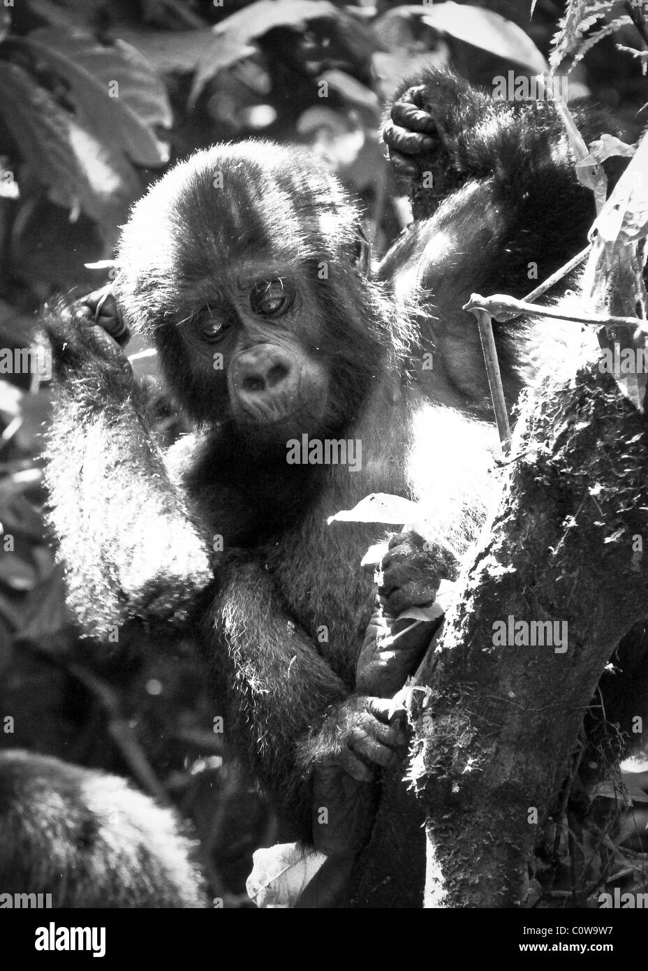 Les gorilles de montagne des Virunga et de Bwindi, montagnes, Ouganda, Afrique du Sud Banque D'Images