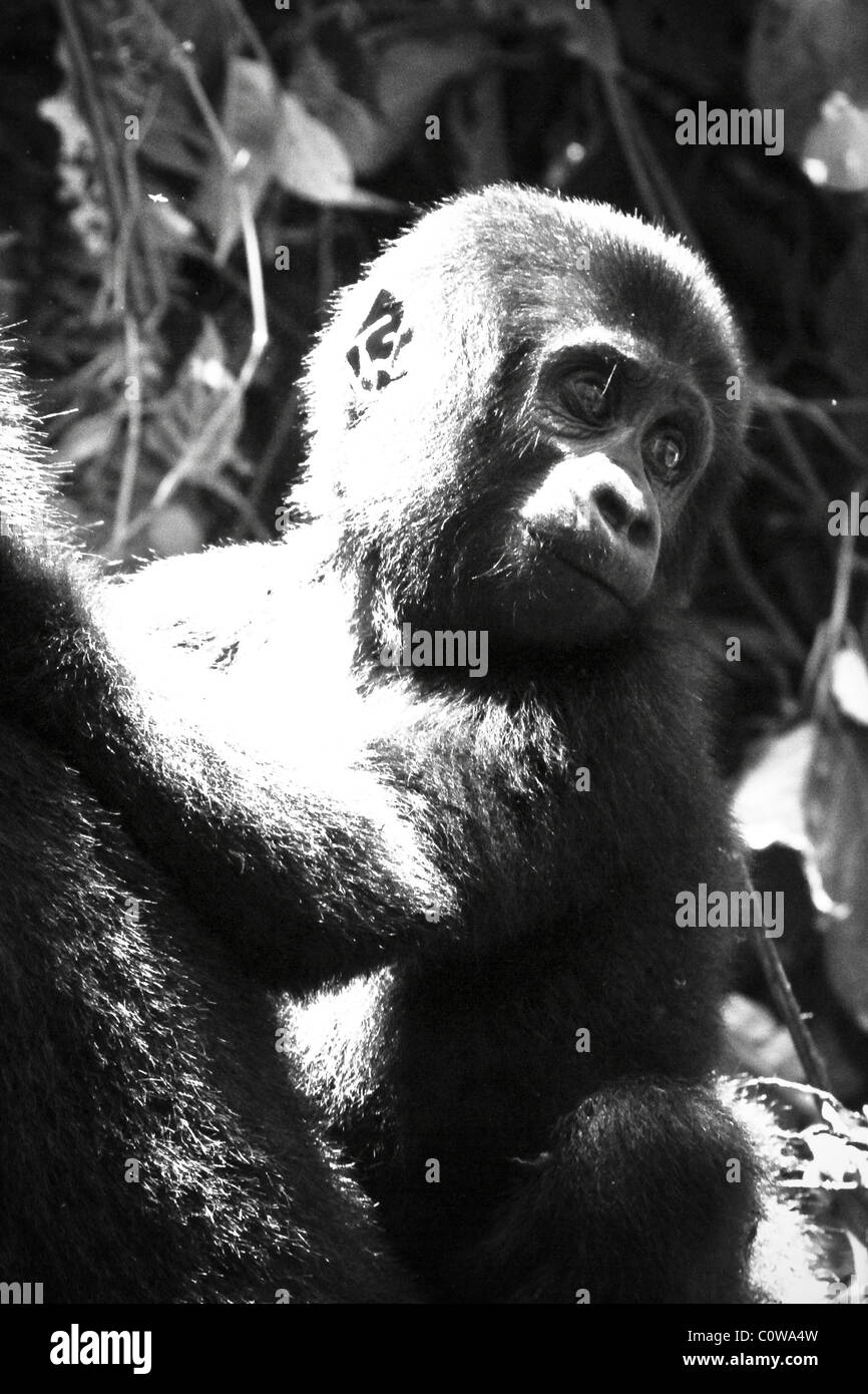 Les gorilles de montagne des Virunga et de Bwindi, montagnes, Ouganda, Afrique du Sud Banque D'Images
