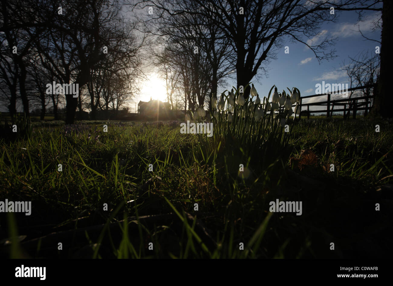 Chaque printemps, ces radeaux de bulbes éclatent le long de la voie à cette ferme dans la forêt de Dean Banque D'Images