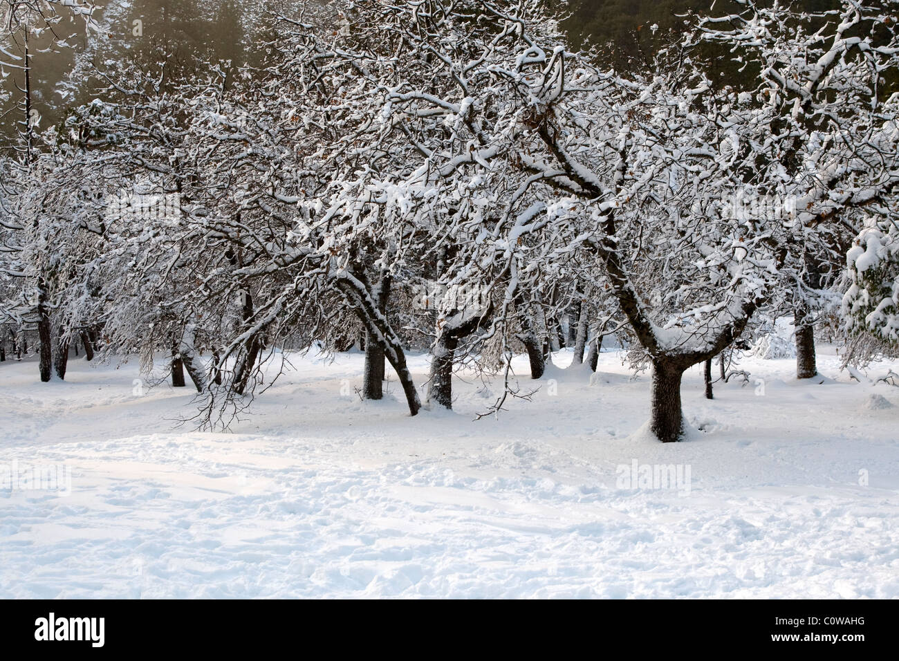 Manteau neigeux en Yosemite National Park, en Californie. Banque D'Images