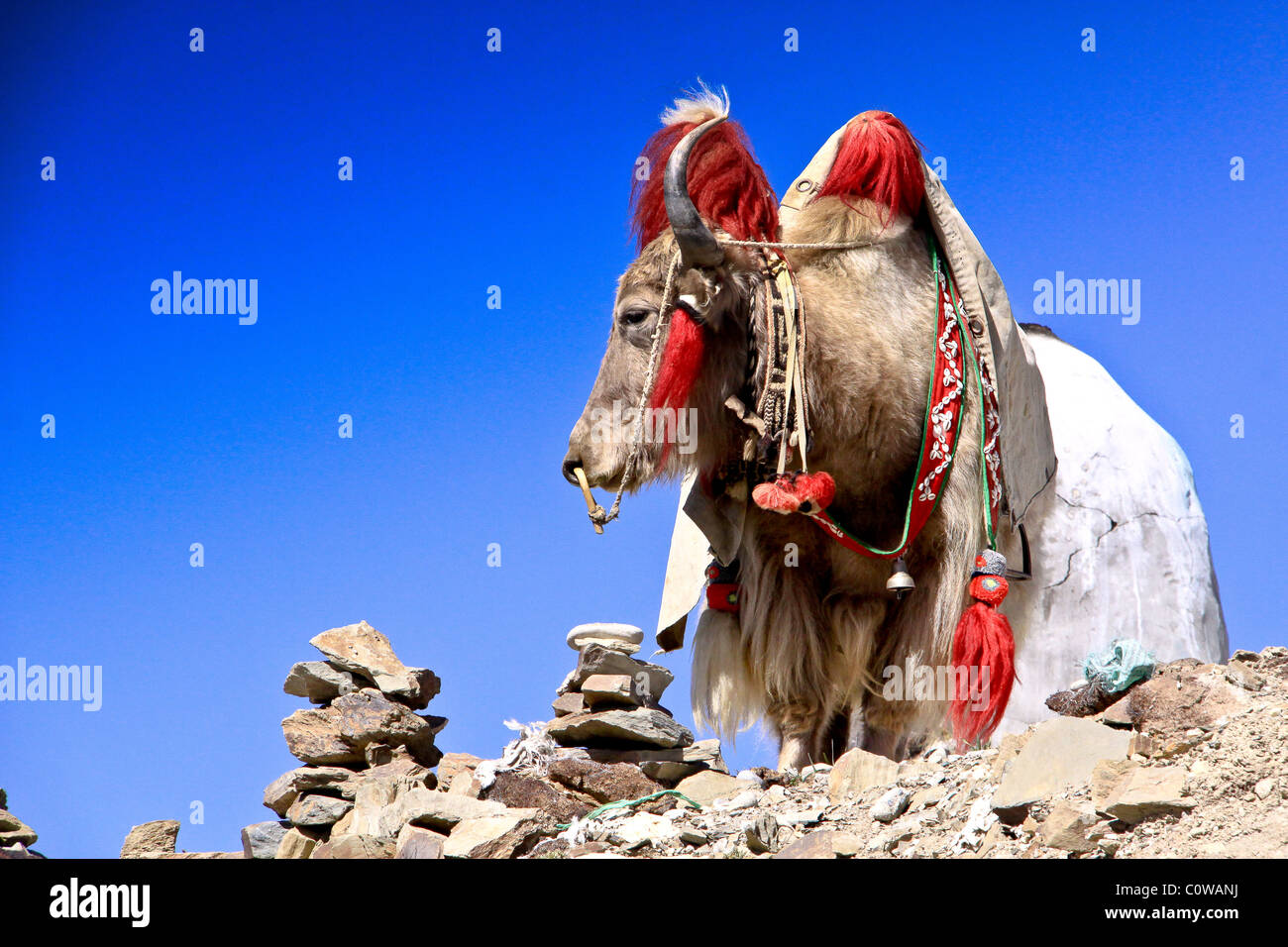 Yak tibétain, Tibet, Chine Banque D'Images