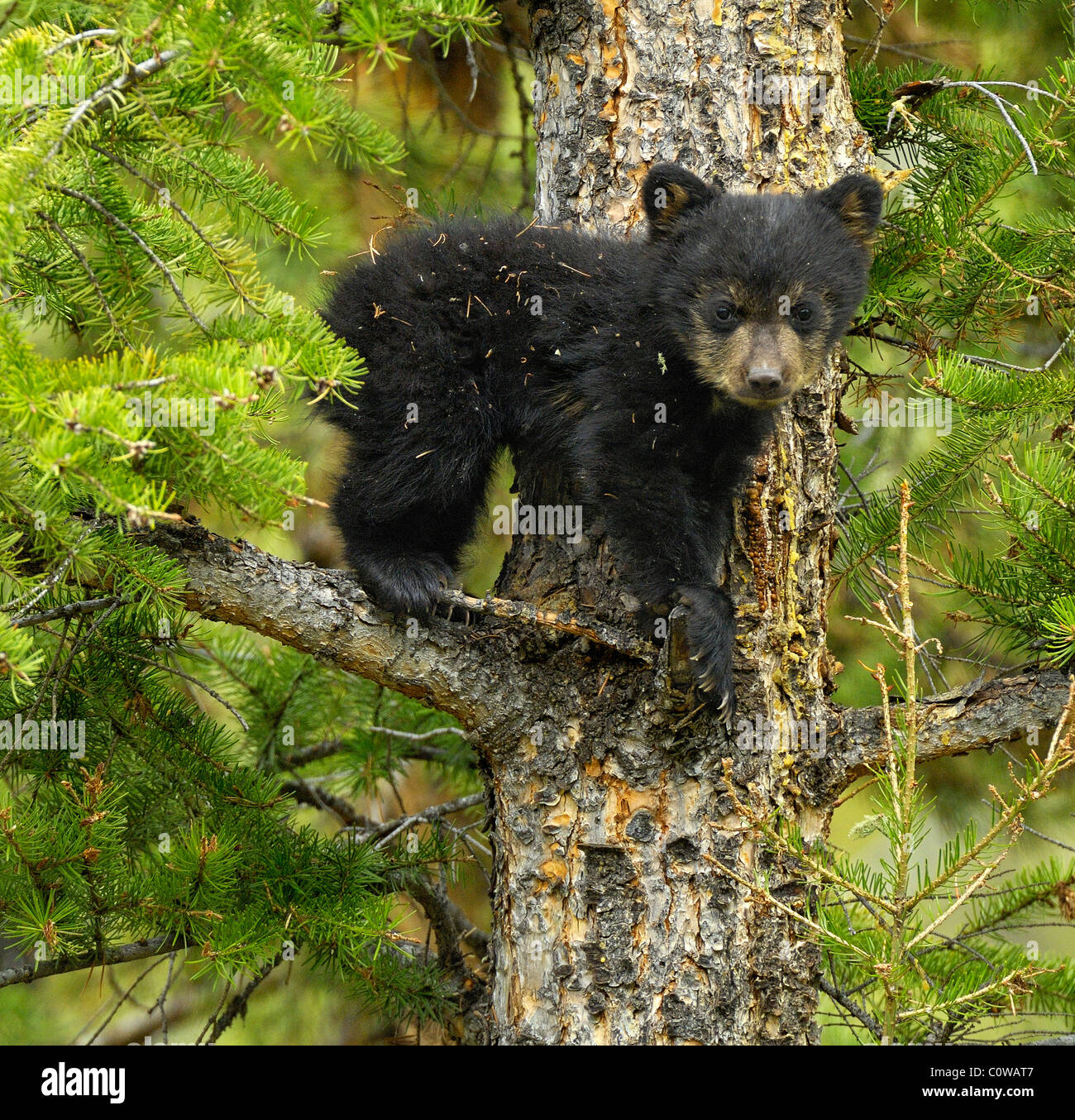 Bébé Ours noir dans un arbre. Banque D'Images
