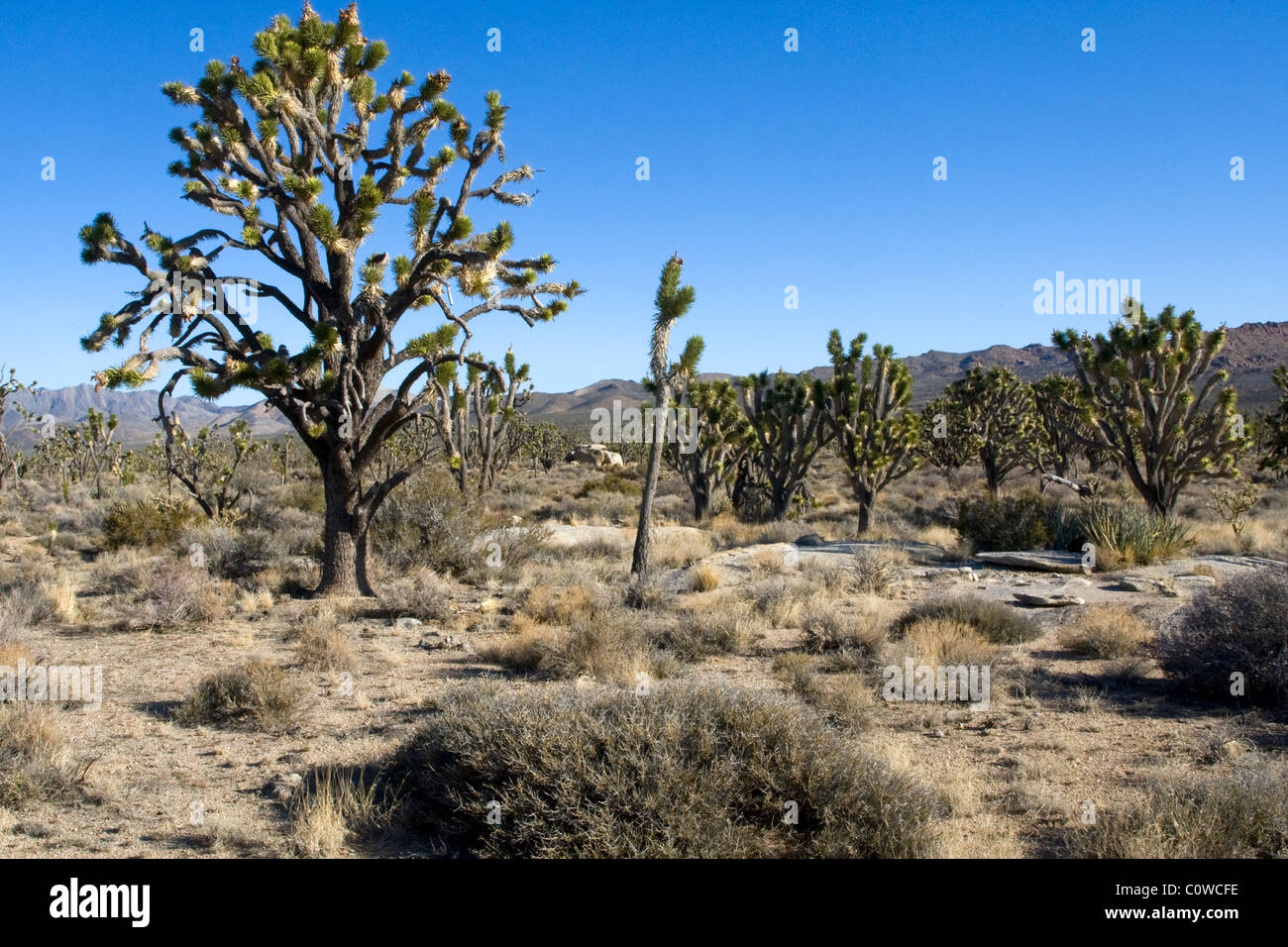 Joshua tree (Yucca brevifolia) forêt dans le désert de Mojave, en Californie. Banque D'Images