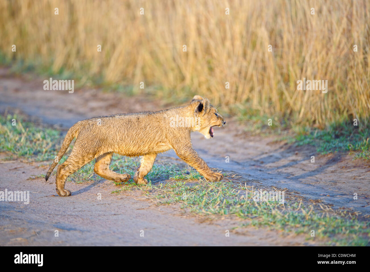 Un jeune lion cub grogne comme il traverse un chemin dans le Masai Mara au Kenya. Banque D'Images