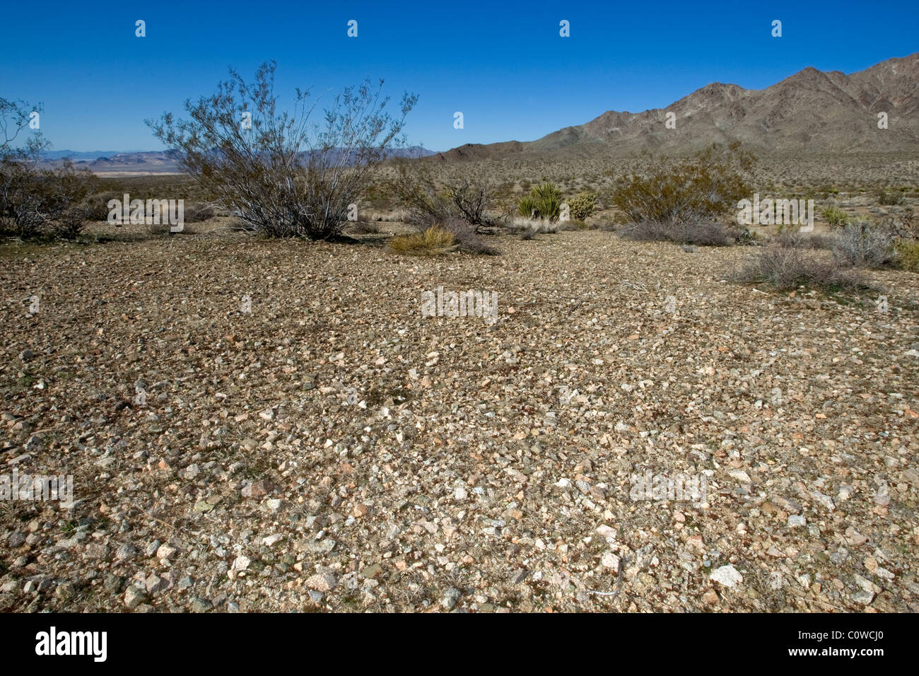 Close-up montrant les détails de la croûte du désert dans le désert de Mojave, en Californie. Banque D'Images