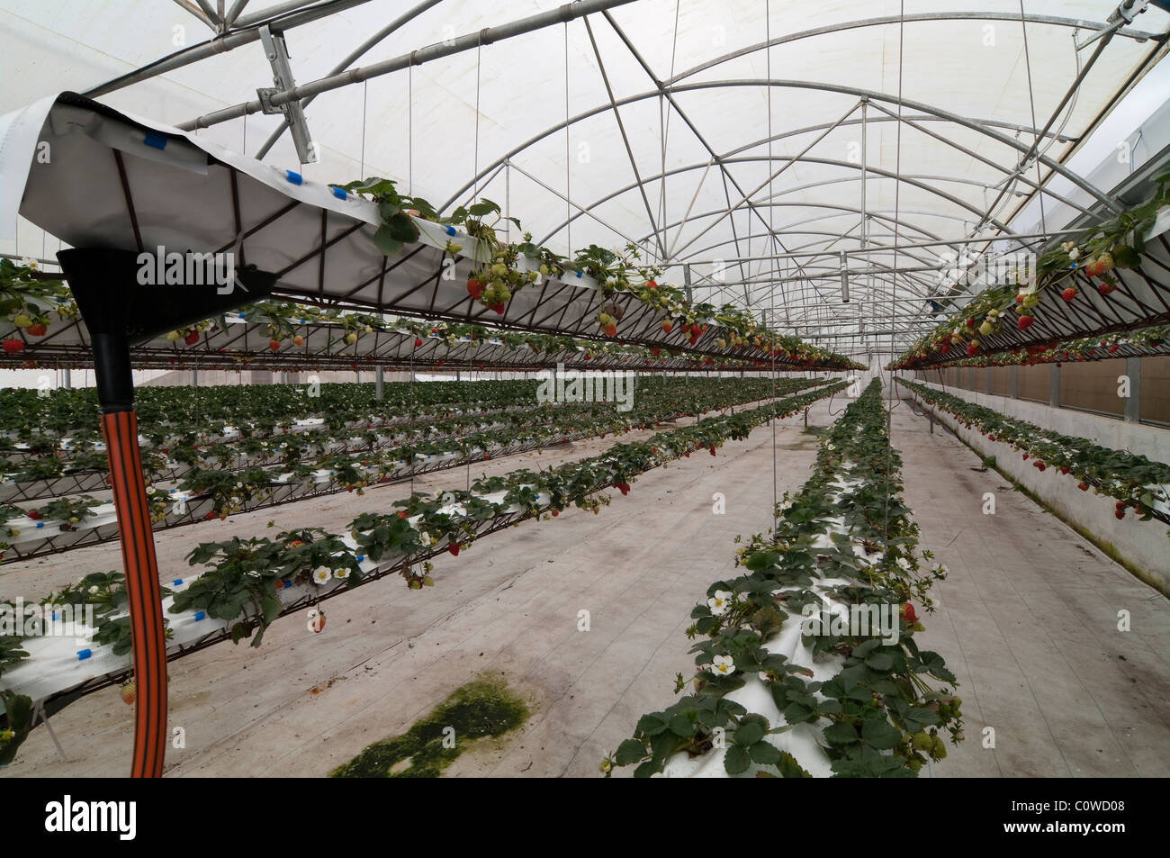 Culture de fraises en serre en utilisant la technique hydroponique (solutions minérales nutritives).système hydroponique de culture en serre aux Açores, Portugal. Banque D'Images