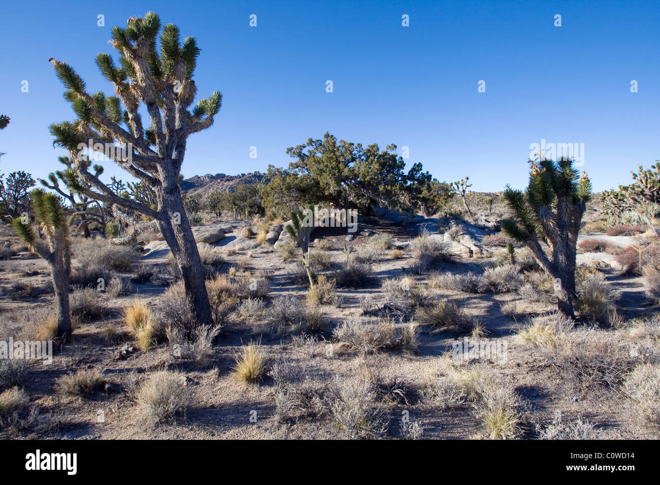 Joshua tree (Yucca brevifolia) dans le désert de Mojave, en Californie. Banque D'Images