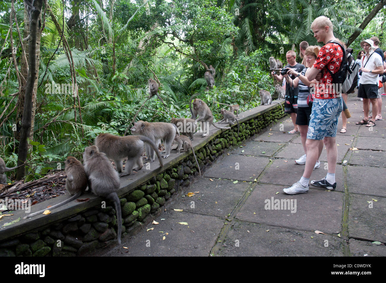 Les touristes avec macacques à longue queue dans la forêt des singes à Ubud Bali Indonésie Banque D'Images