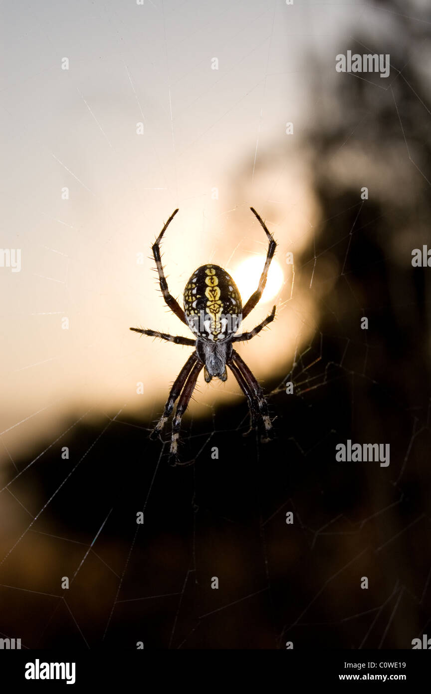 Orbweaver tachetée (Neoscona oaxacensis) pendant le lever du soleil au Mexique Banque D'Images