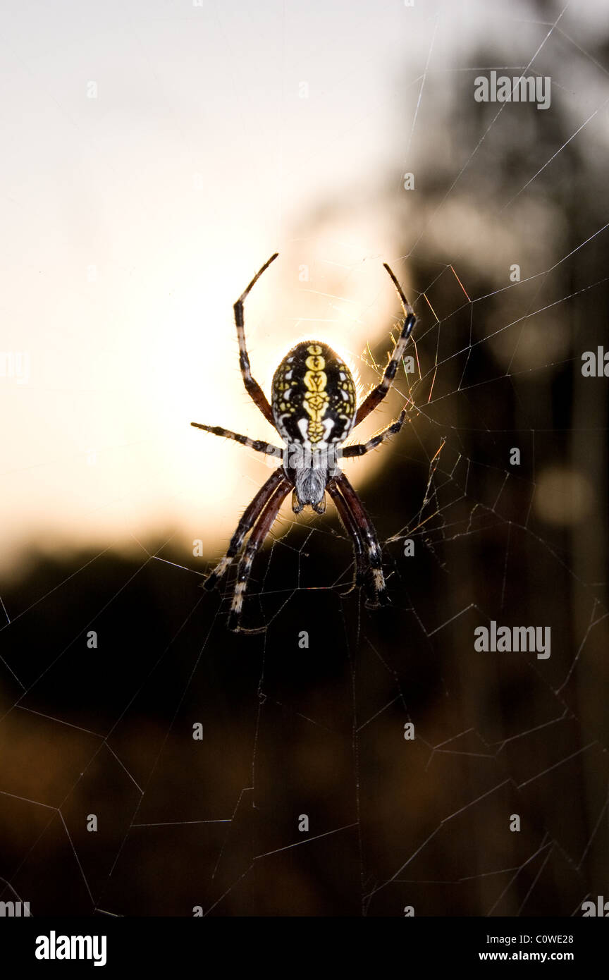 Orbweaver tachetée (Neoscona oaxacensis) pendant le lever du soleil au Mexique Banque D'Images