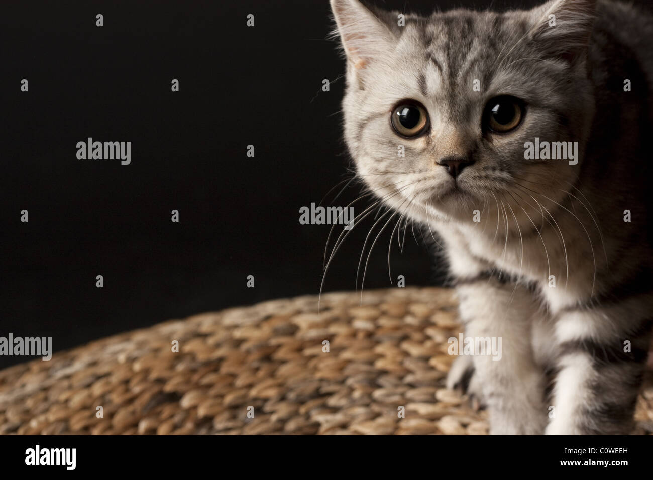 Chien Chat Animaux Moutons Chien Race Carnivore Le Museau Les Moustaches Les Pattes La Queue La Fourrure Le Loup Le Tigre Blanc Noir Rouge Belle Photo Stock Alamy