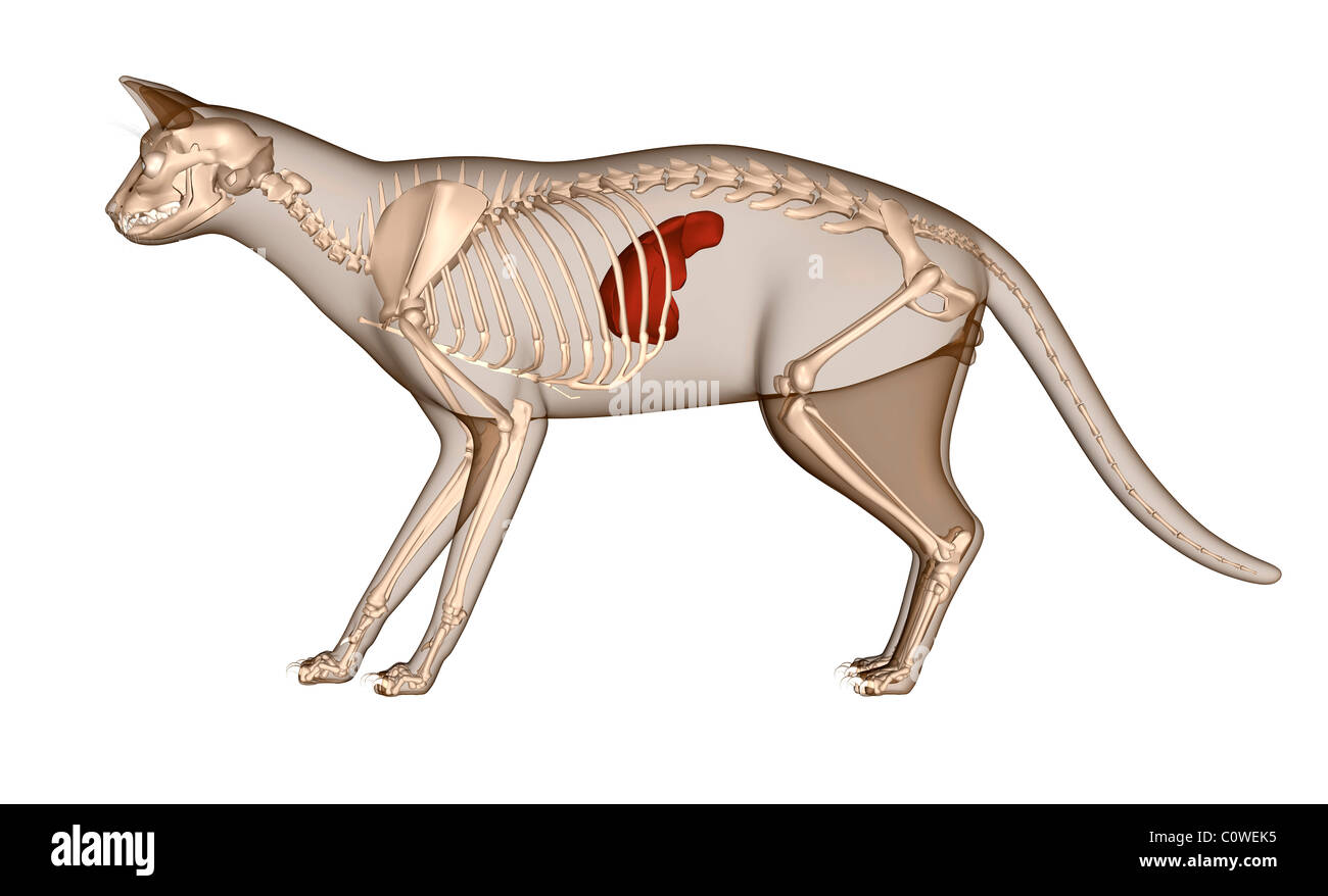 Anatomie du squelette du foie de chat Photo Stock - Alamy