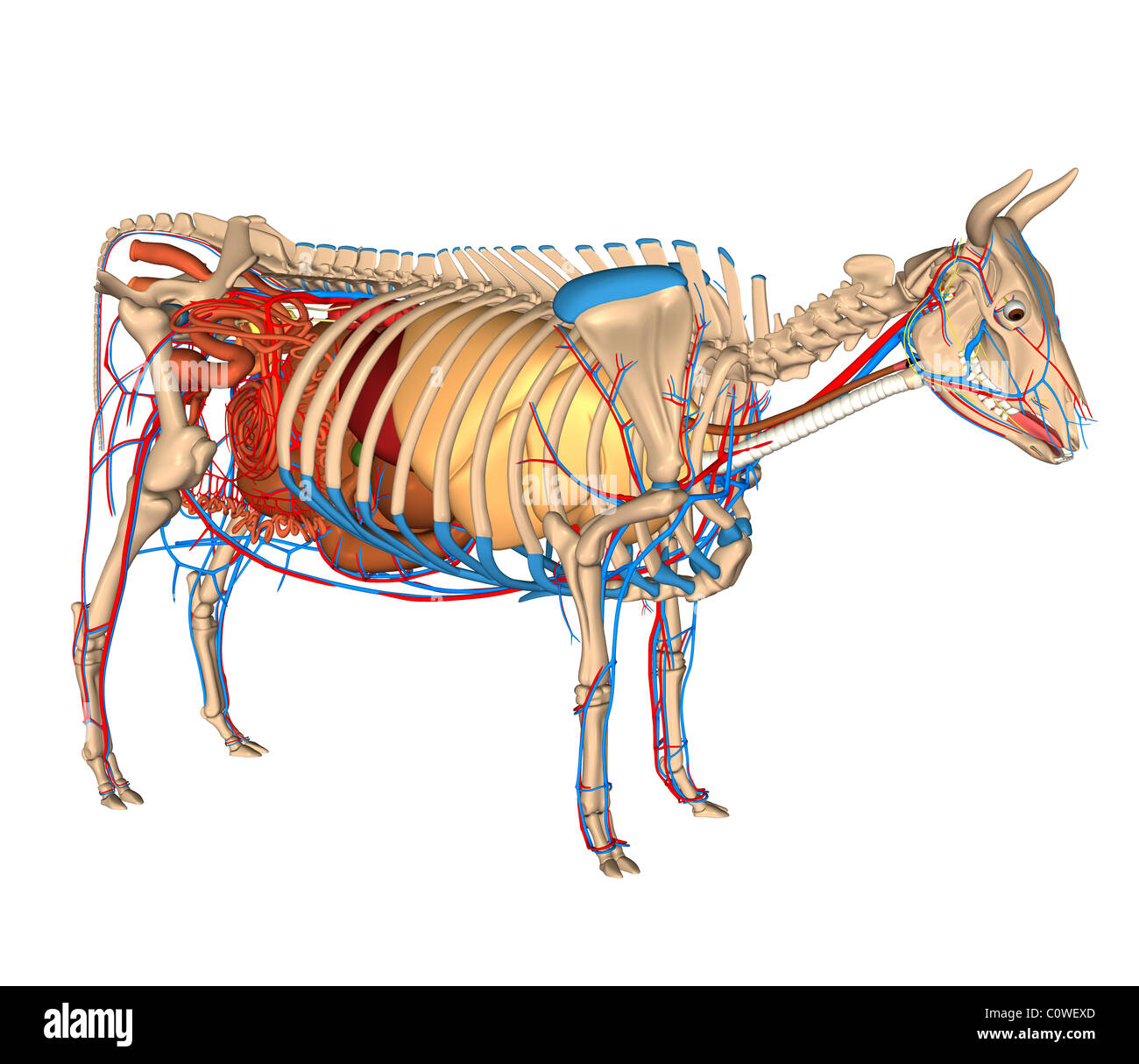 Anatomie de la vache d'organes Banque D'Images