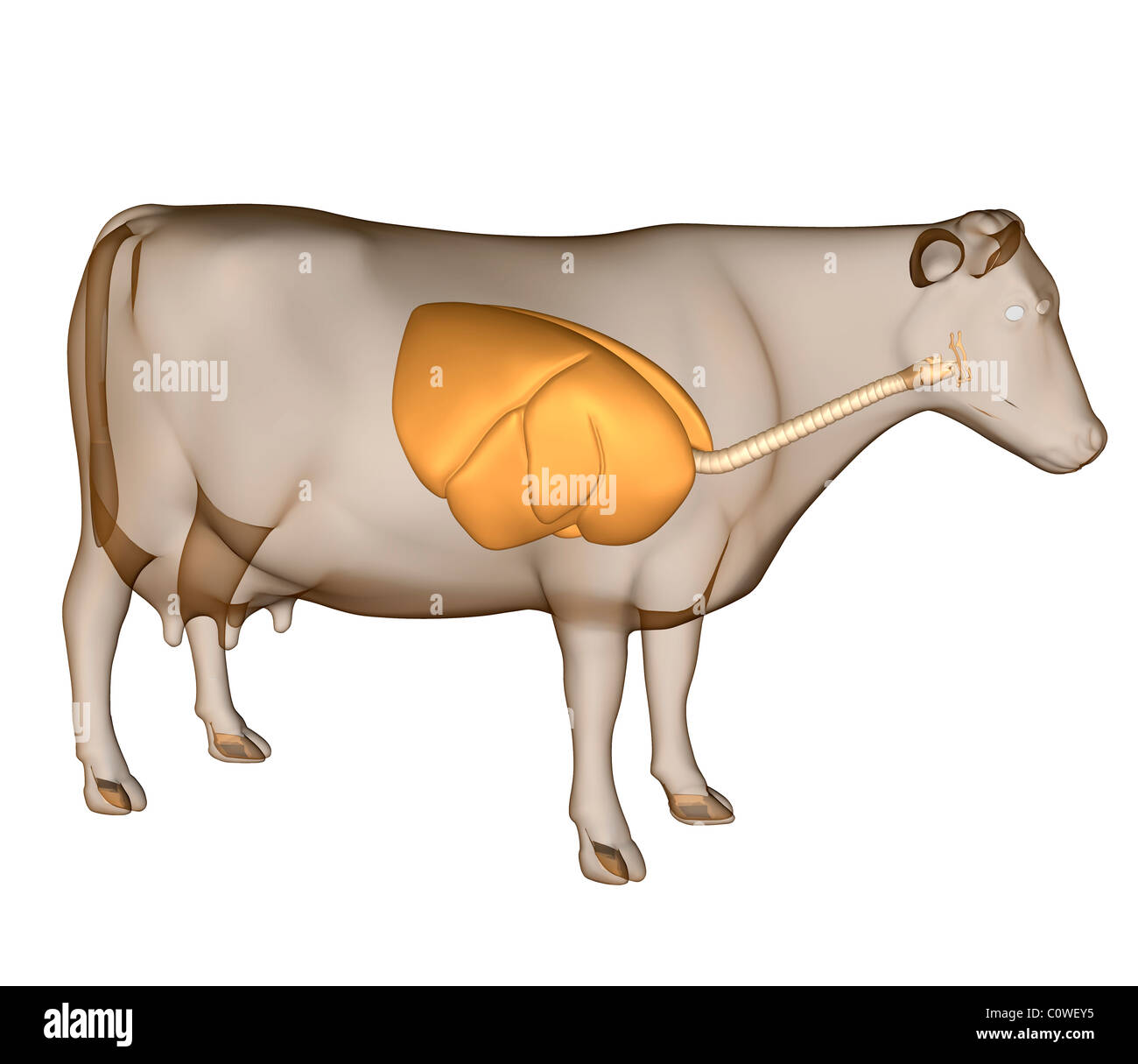 Anatomie de l'appareil respiratoire de vache Banque D'Images