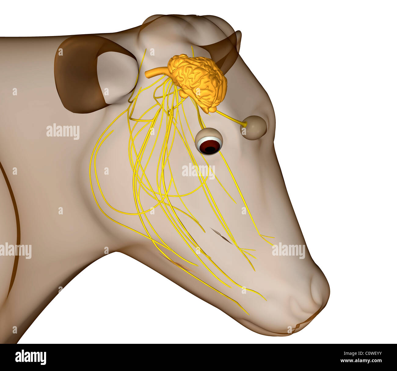 Anatomie du cerveau de vache Banque D'Images