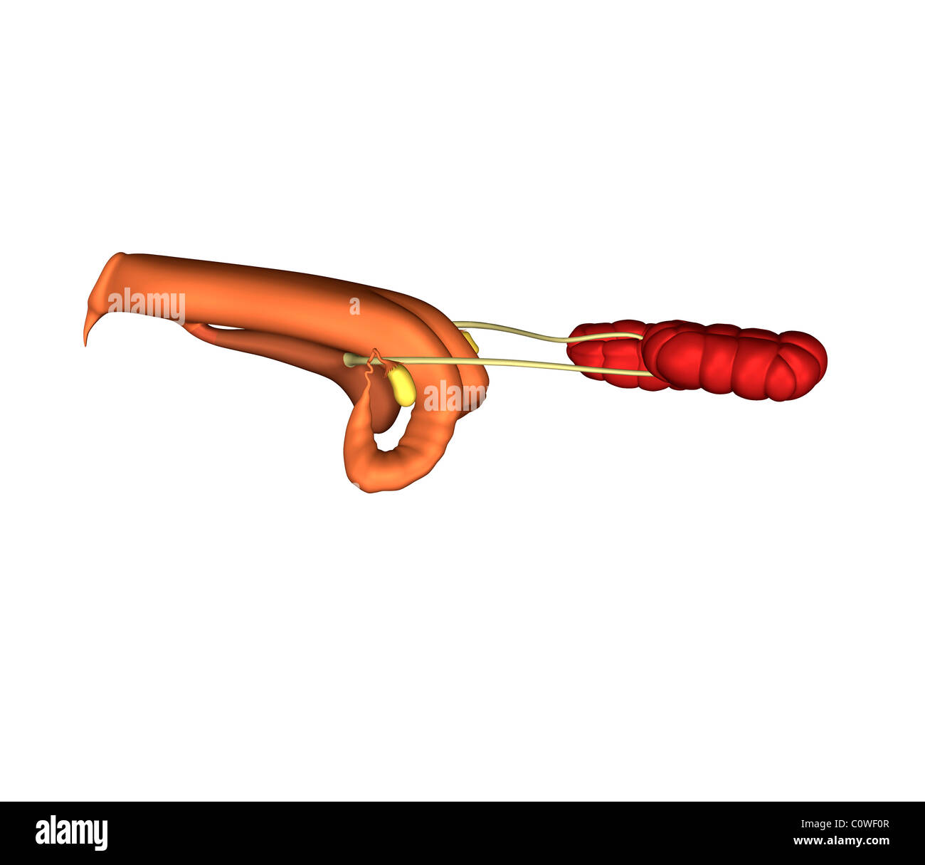 Anatomie de la reproduction de la vache Banque D'Images