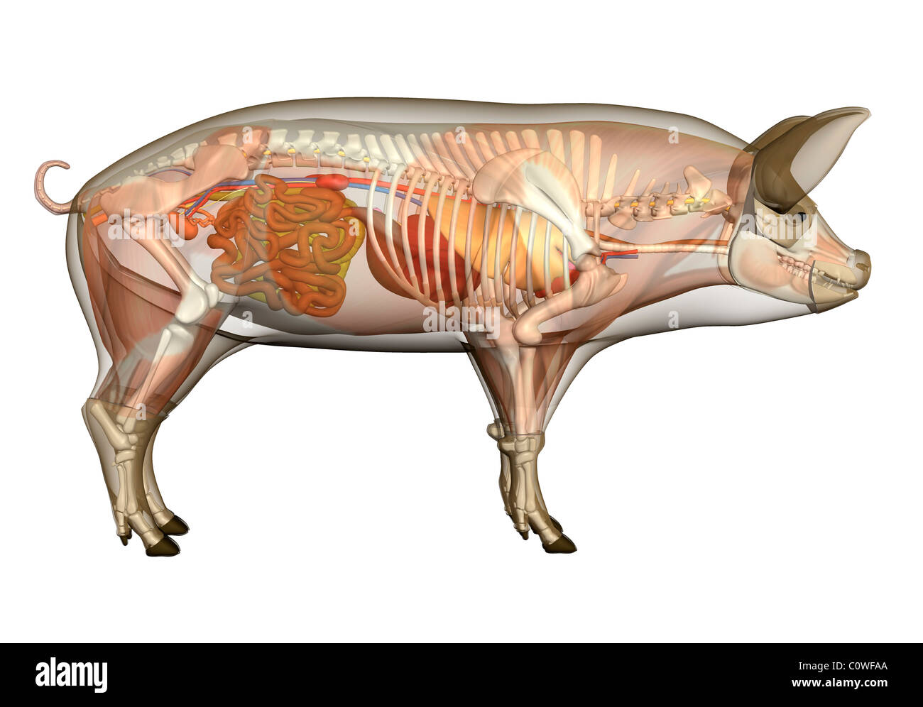 L'anatomie du corps transparent des organes de porc Banque D'Images