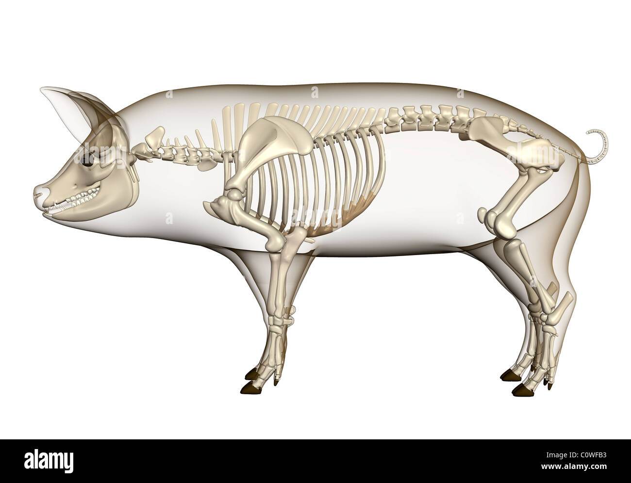 Corps transparent squelette anatomie porcine Banque D'Images