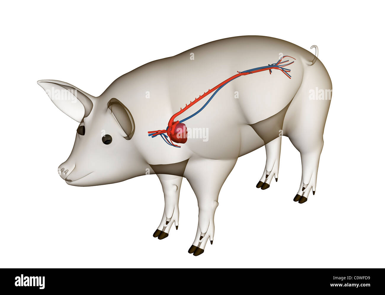 Anatomie porcine circulation cardiaque avec corps transparent Banque D'Images