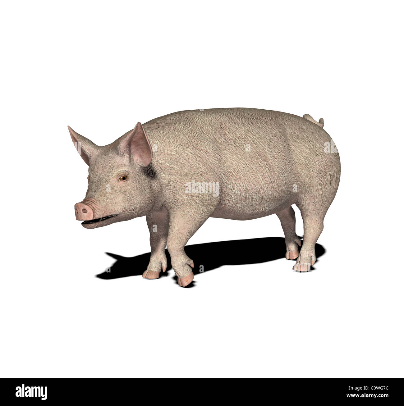 Illustration de porc Banque D'Images Illustration de porc Banque D'Images
