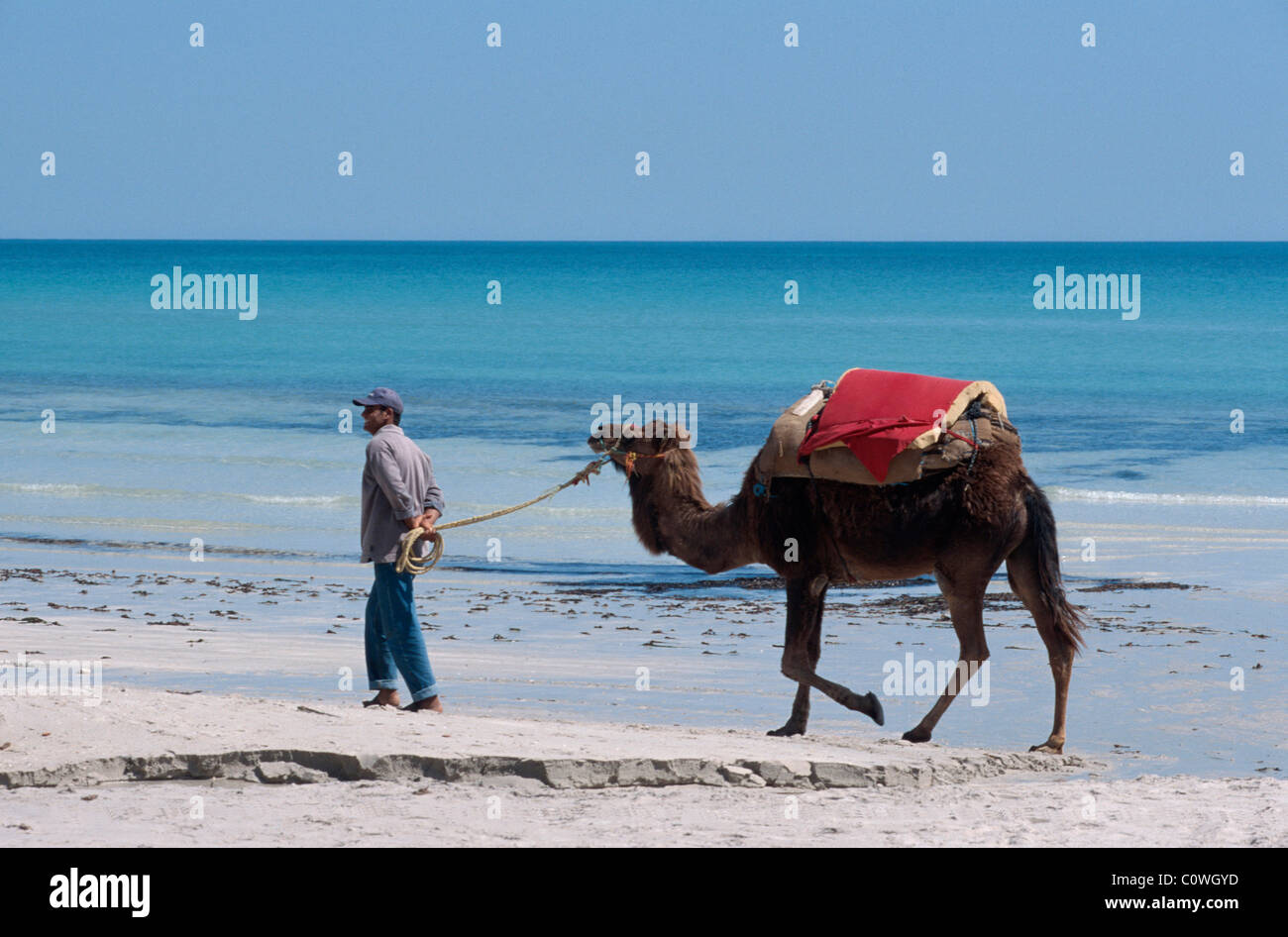 Camel-Riding, plage de Sidi Mahres, Djerba, Tunisie Banque D'Images