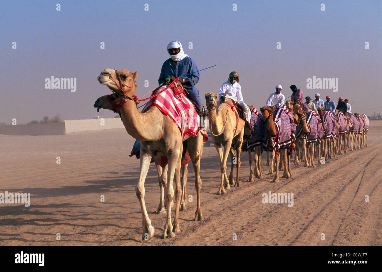 La formation de la race des chameaux, Dubai, Émirats Arabes Unis Banque D'Images