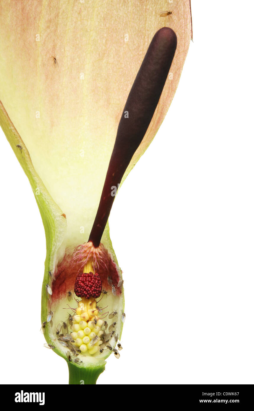 L'article par l'intermédiaire d'un Arum Maculatum fleur montrant c'est les organes de reproduction Banque D'Images